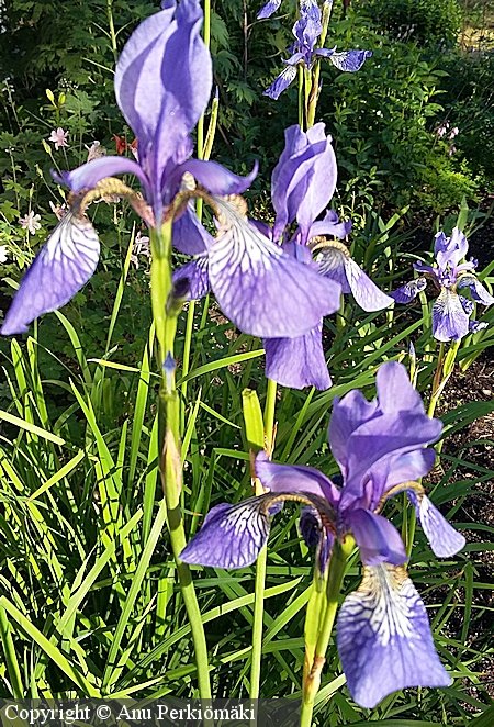 Iris sibirica 'Blue King', siperiankurjenmiekka